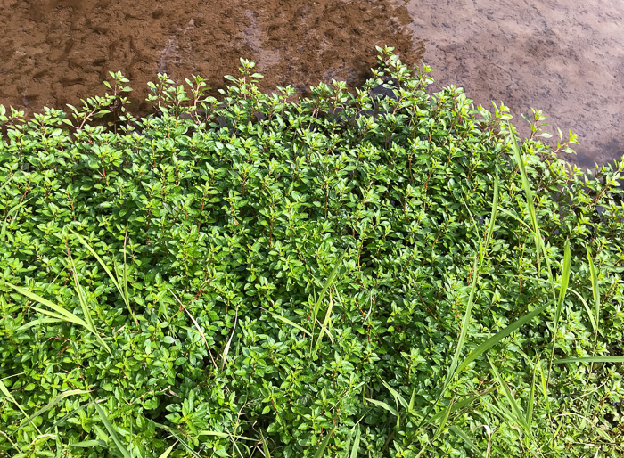 image of Ludwigia palustris, Common Water-purslane, Marsh Purslane, Marsh Seedbox