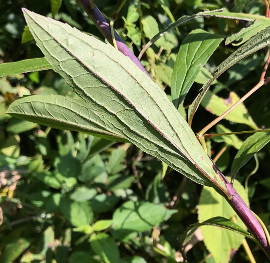 image of Solidago gigantea, Smooth Goldenrod, Late Goldenrod, Giant Goldenrod