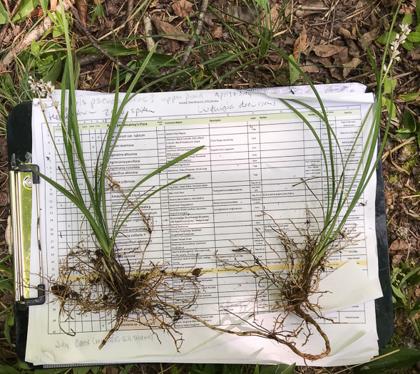image of Liriope spicata, Creeping Lily-turf, Liriope