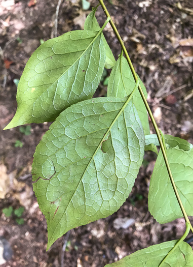image of Ilex ambigua, Carolina Holly