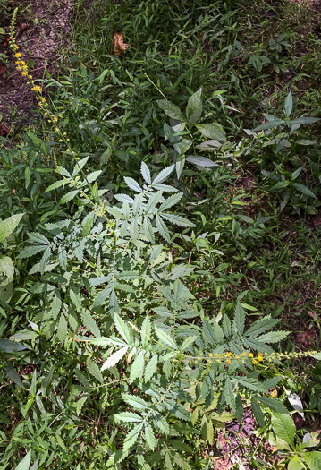 image of Agrimonia parviflora, Southern Agrimony, Small-flowered Agrimony, Harvestlice