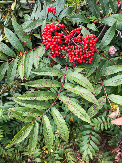 image of Sorbus americana, American Mountain-ash, American Rowan