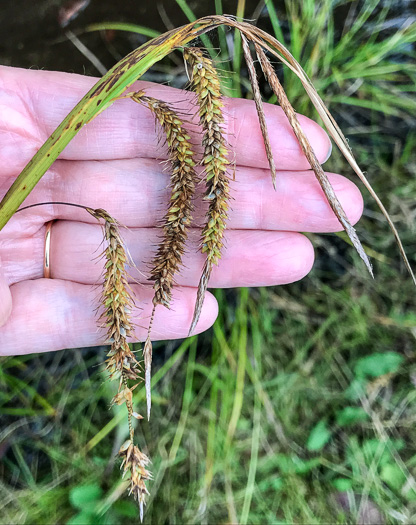 image of Carex mitchelliana, Mitchell's Sedge