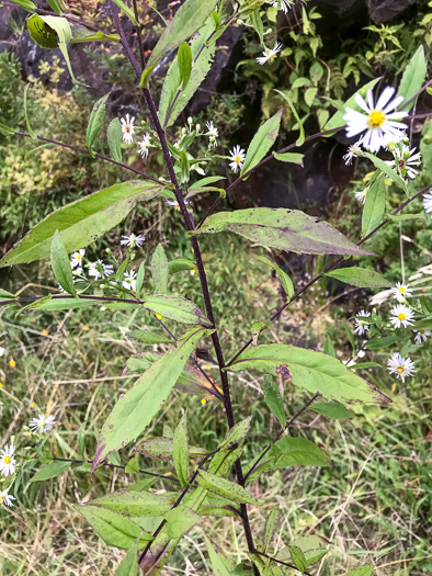 image of Symphyotrichum puniceum var. puniceum, Purplestem Aster, Swamp Aster