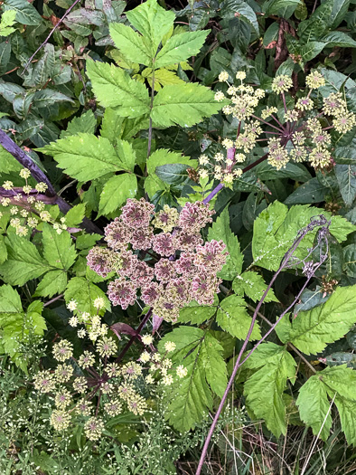 image of Angelica triquinata, Mountain Angelica, Appalachian Angelica, Filmy Angelica