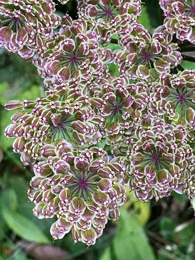 image of Angelica triquinata, Mountain Angelica, Appalachian Angelica, Filmy Angelica