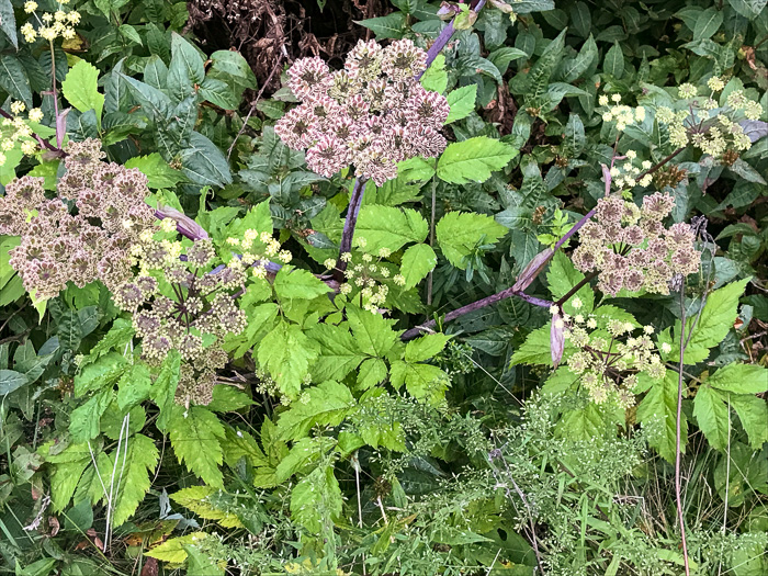 image of Angelica triquinata, Mountain Angelica, Appalachian Angelica, Filmy Angelica
