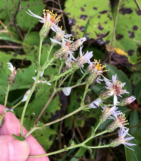 image of Eurybia macrophylla, Bigleaf Aster, Large-leaf Aster