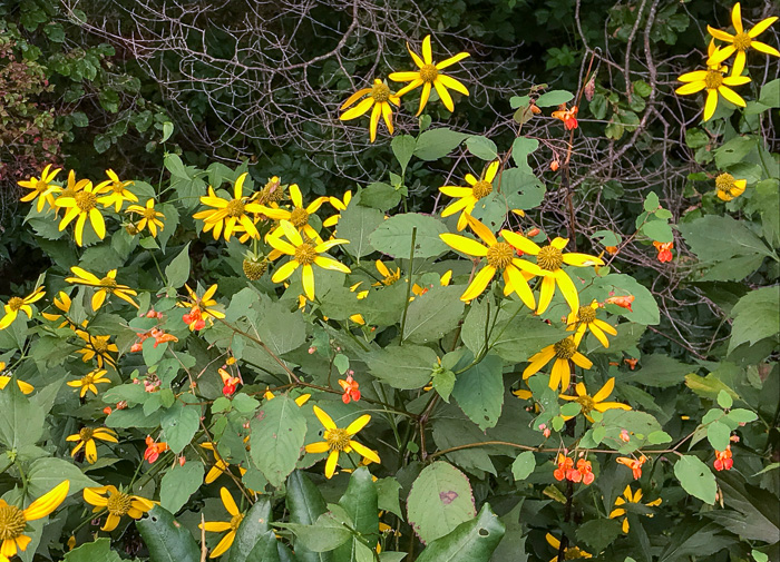 image of Rudbeckia laciniata var. humilis, Blue Ridge Cutleaf Coneflower