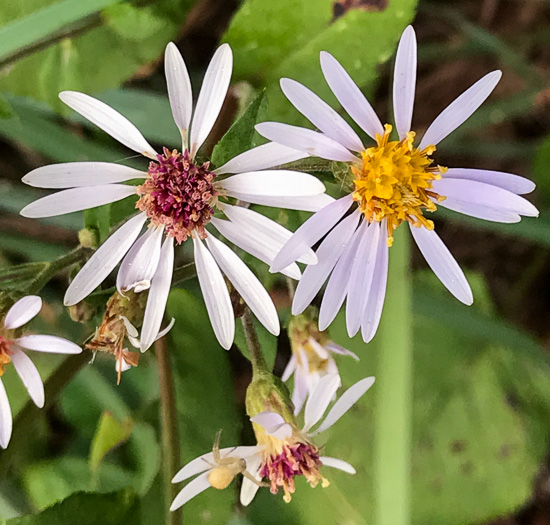 image of Eurybia macrophylla, Bigleaf Aster, Large-leaf Aster