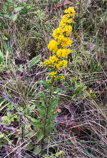 image of Solidago roanensis, Roan Mountain Goldenrod
