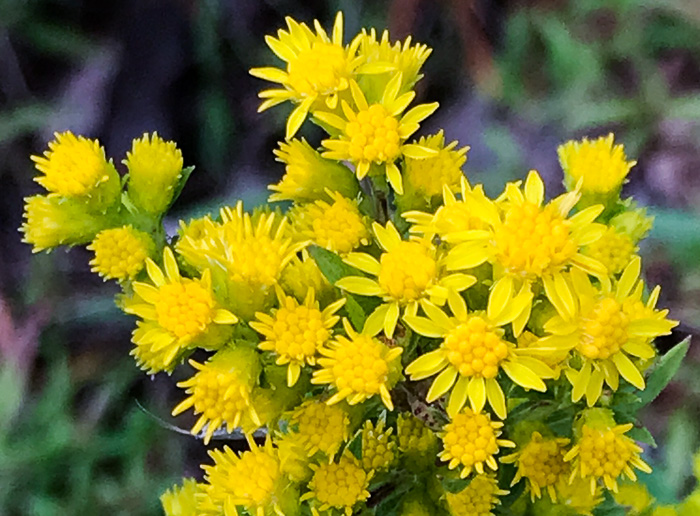 image of Solidago roanensis, Roan Mountain Goldenrod