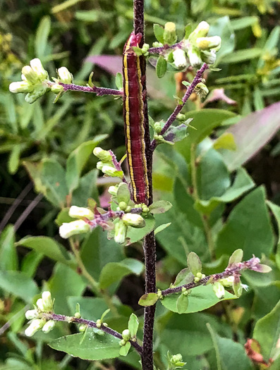 image of Solidago bicolor, Silverrod, White Goldenrod
