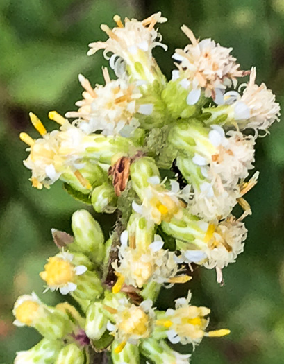image of Solidago bicolor, Silverrod, White Goldenrod