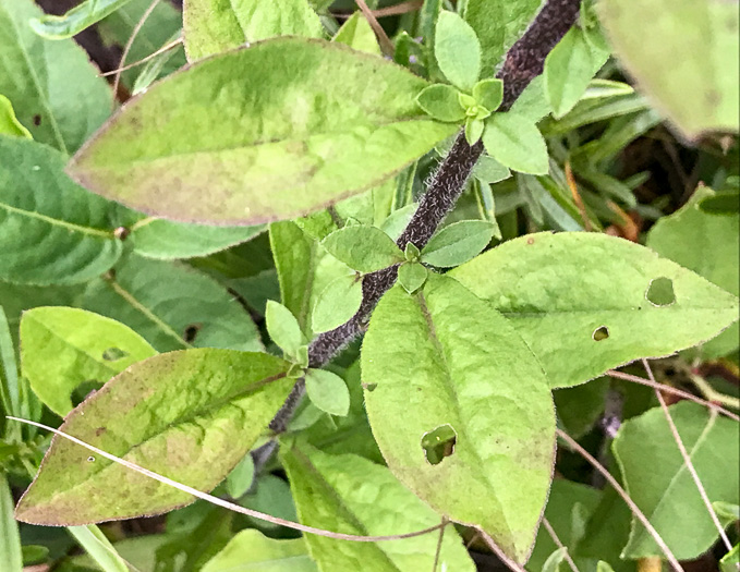 image of Solidago bicolor, Silverrod, White Goldenrod