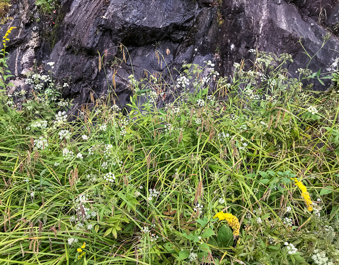 image of Oxypolis rigidior, Cowbane, Pig-potato, Stiff Cowbane