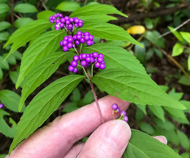 image of Callicarpa dichotoma, Chinese Beautyberry, Purple Beautyberry