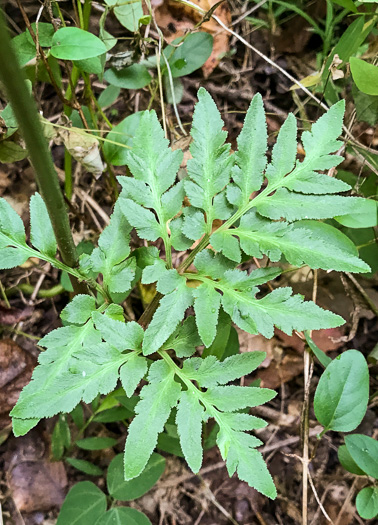 image of Sceptridium dissectum, Cutleaf Grapefern, Dissected Grapefern