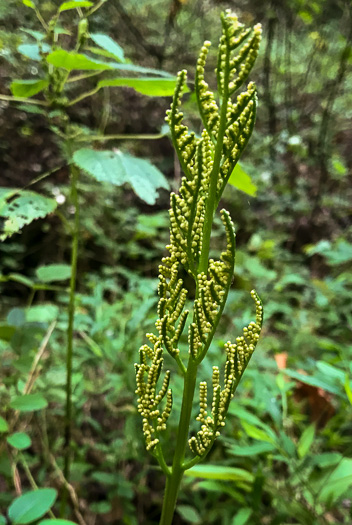image of Sceptridium dissectum, Cutleaf Grapefern, Dissected Grapefern