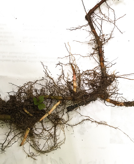 image of Persicaria setacea, Swamp Smartweed, Bog Smartweed