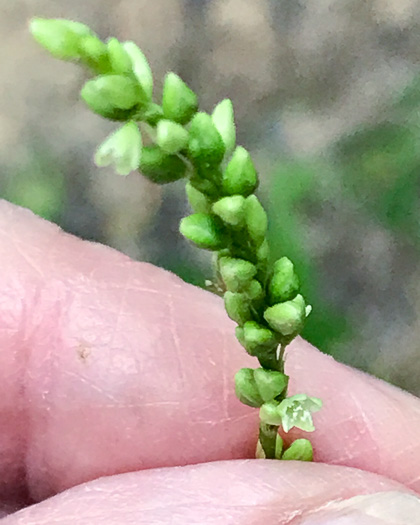 image of Persicaria setacea, Swamp Smartweed, Bog Smartweed