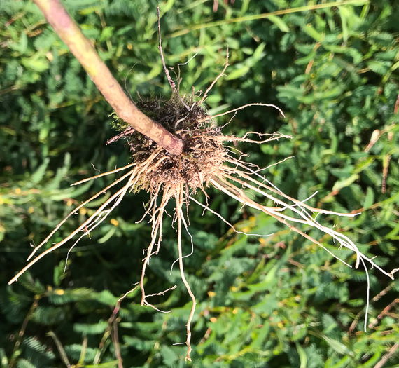 image of Ageratina aromatica, Small-leaved White Snakeroot, Aromatic Snakeroot, Wild-hoarhound, Small White Snakeroot