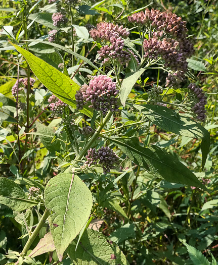 image of Pluchea camphorata, Common Camphorweed, Camphor Pluchea, Marsh Fleabane