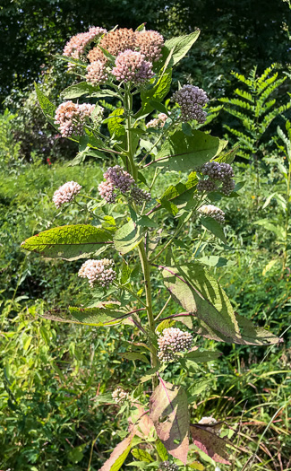image of Pluchea camphorata, Common Camphorweed, Camphor Pluchea, Marsh Fleabane