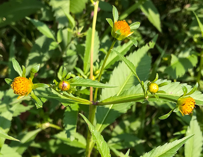 image of Bidens connata, Purplestem Beggarticks