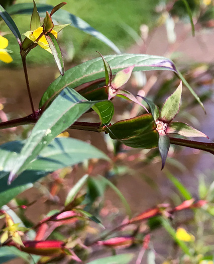 image of Ludwigia decurrens, Wingstem Water-primrose, Wingleaf Primrose-willow