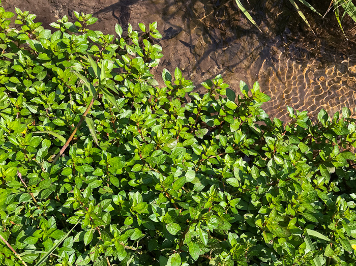 image of Ludwigia palustris, Common Water-purslane, Marsh Purslane, Marsh Seedbox