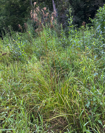 image of Scirpus cyperinus, Woolgrass Bulrush, Marsh Bulrush, Woolly Bulrush