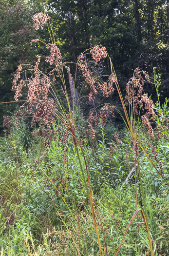image of Scirpus cyperinus, Woolgrass Bulrush, Marsh Bulrush, Woolly Bulrush