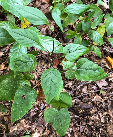 image of Nabalus altissimus, Tall Rattlesnake-root, Tall White Lettuce