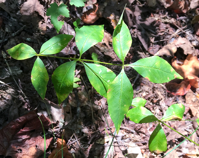 image of Lysimachia quadrifolia, Whorled Loosestrife