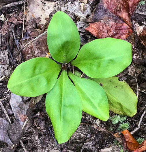 image of Chamaelirium luteum, Fairywand, Devil's Bit