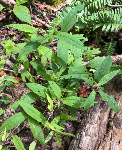 image of Pycnanthemum montanum, Appalachian Mountain-mint, Thinleaf Mountain-mint