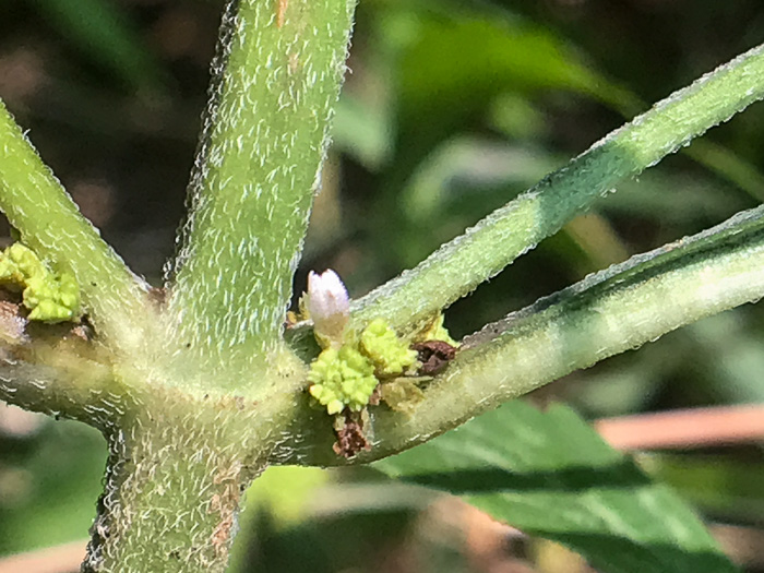 image of Lycopus virginicus, Virginia Bugleweed, Virginia water horehound