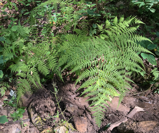 image of Macrothelypteris torresiana, Mariana Maiden-fern, Swordfern, False Maiden-fern