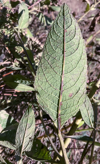 image of Pluchea camphorata, Common Camphorweed, Camphor Pluchea, Marsh Fleabane