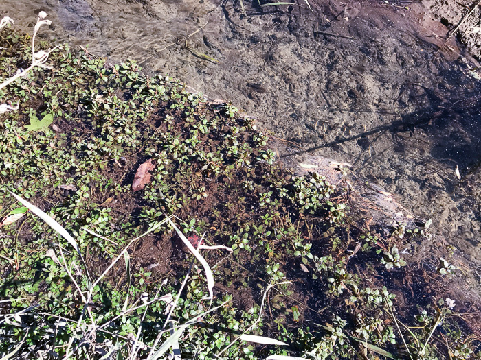 image of Ludwigia palustris, Common Water-purslane, Marsh Purslane, Marsh Seedbox
