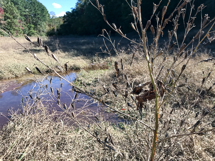 image of Ludwigia decurrens, Wingstem Water-primrose, Wingleaf Primrose-willow