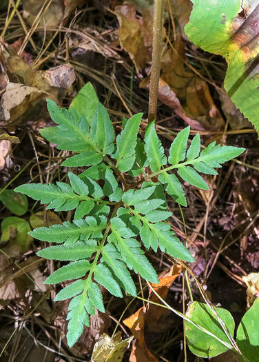 image of Sceptridium dissectum, Cutleaf Grapefern, Dissected Grapefern