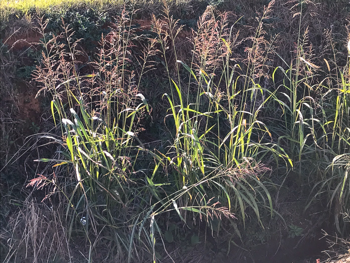 image of Sorghum halepense, Johnsongrass