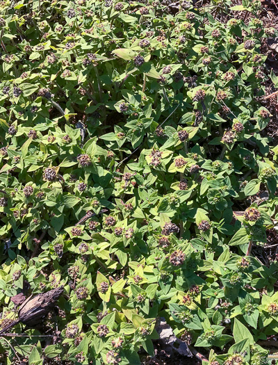 image of Richardia brasiliensis, Brazilian-clover, Tropical Mexican-clover, Tropical Richardia