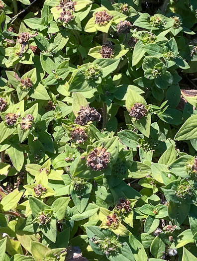 image of Richardia brasiliensis, Brazilian-clover, Tropical Mexican-clover, Tropical Richardia