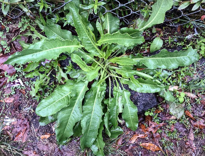 image of Rumex crispus ssp. crispus, Curly Dock, Yellow Dock