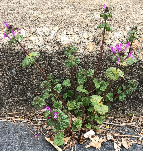 image of Lamium amplexicaule var. amplexicaule, Henbit, Henbit Deadnettle