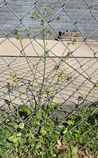 image of Youngia japonica, Asiatic Hawksbeard, Youngia, Japanese Crepis, Oriental False Hawksbeard