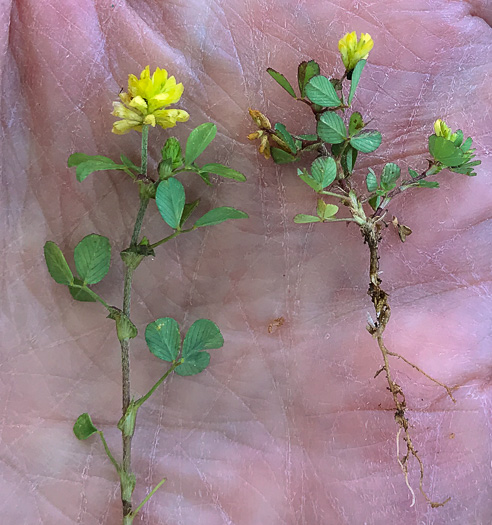 image of Trifolium campestre, Hop Clover, Low Hop Clover, Field Clover